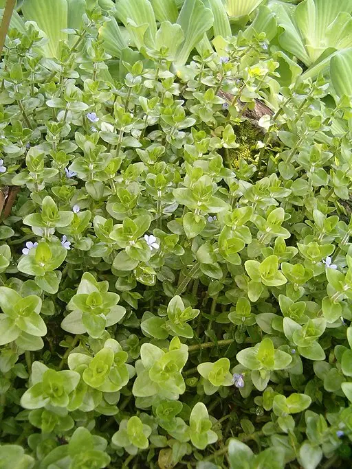 Bacopa Caroliniana