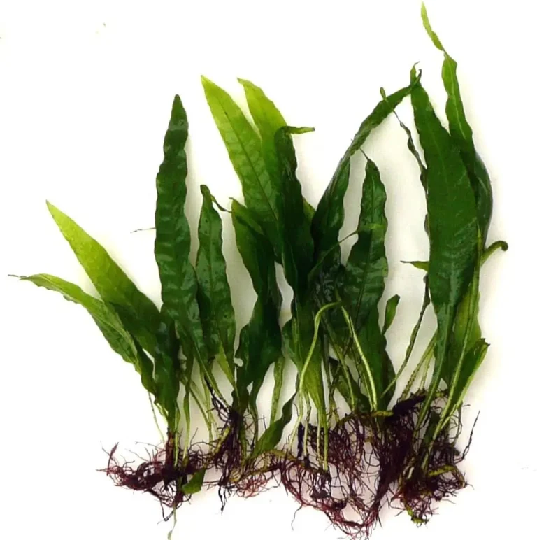 Java Fern (Microsorum pteropus)