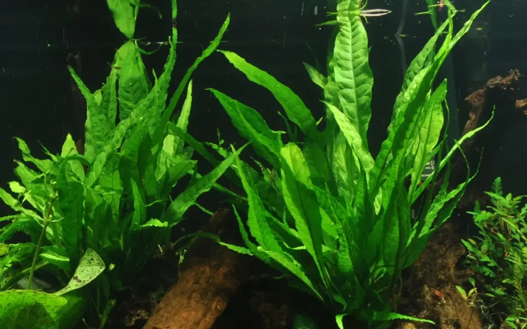 Java Fern